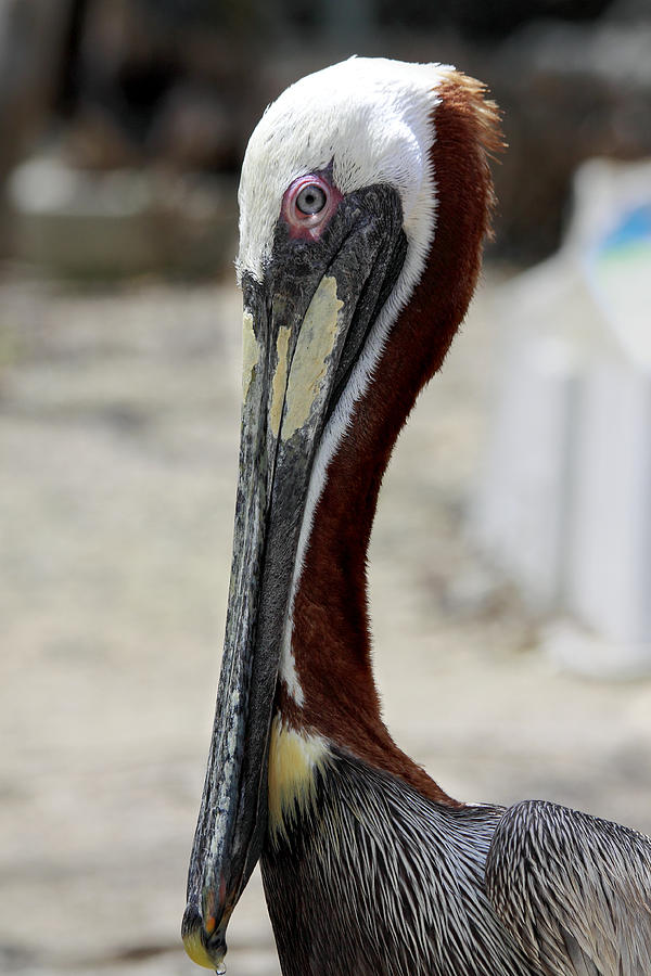Pelican Photograph - Brown Pelican by Rudy Umans