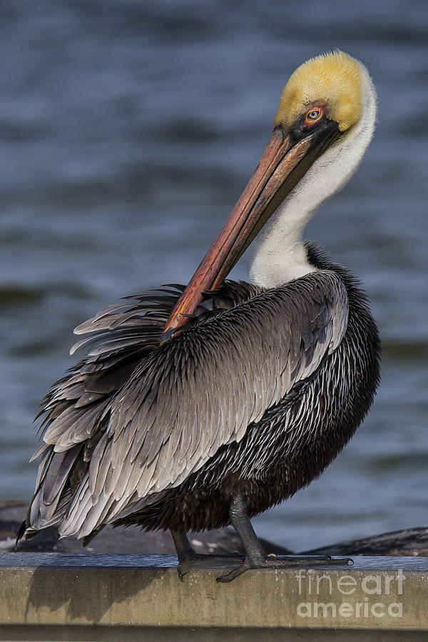 Pelican Photograph - Brown Pelican #5 by Twenty Two North Photography