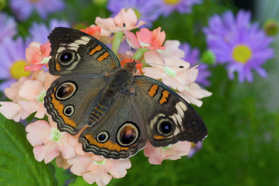 Buckeye Butterfly Photograph by Darrell Gulin - Fine Art America