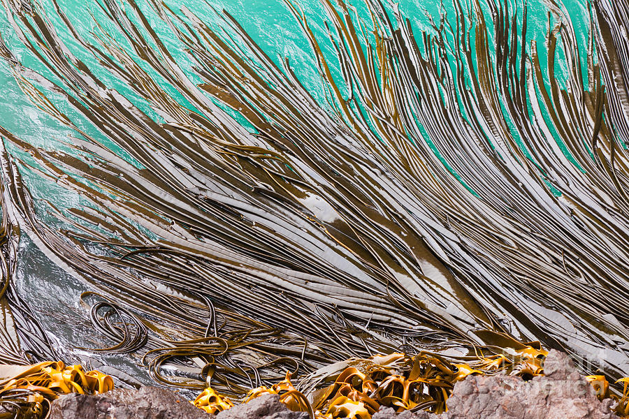 Bull Kelp blades on surface background texture Photograph by Stephan ...