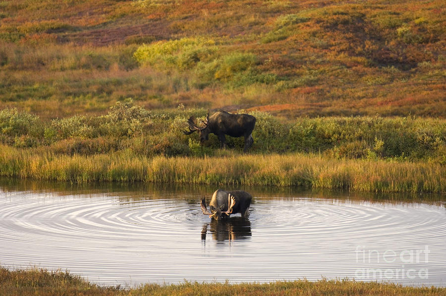 Denali National Park Photograph - Bull Moose #5 by Ron Sanford