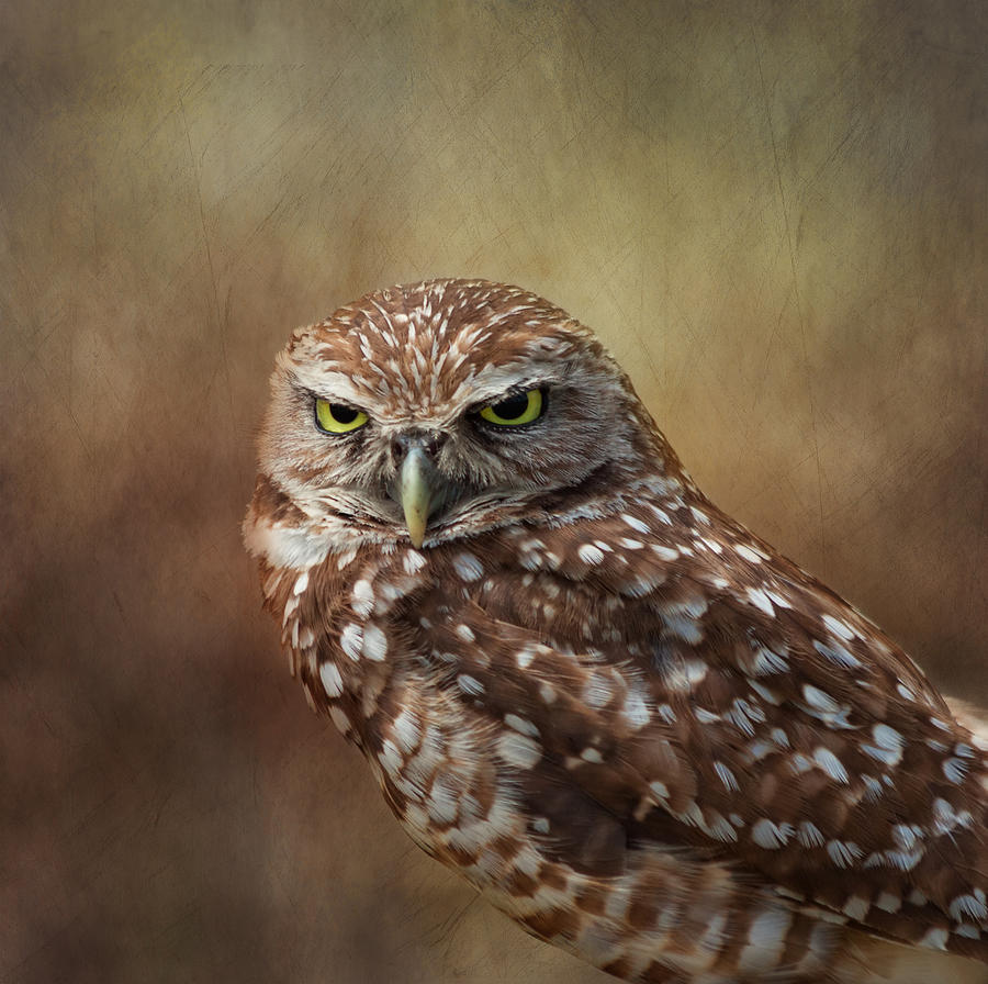 Wildlife Photograph - Burrowing Owl #1 by Kim Hojnacki