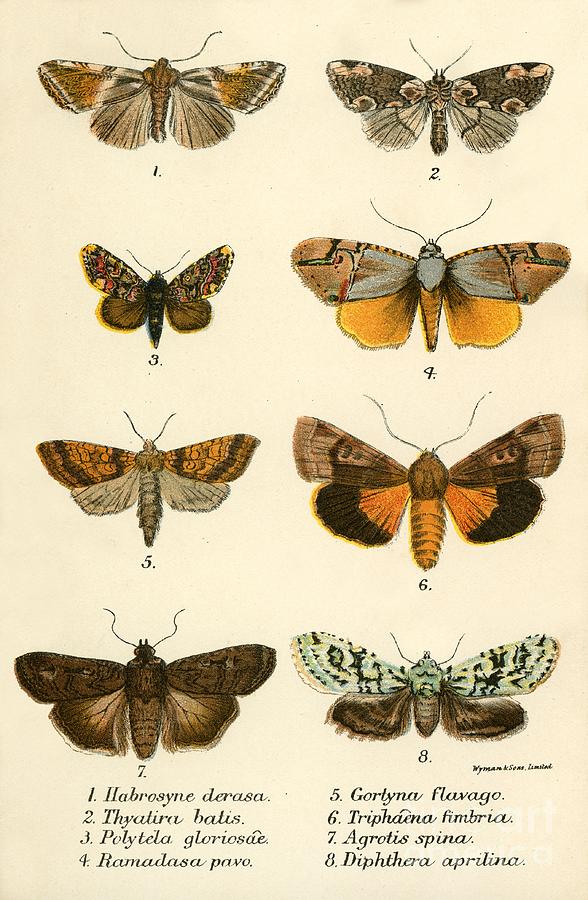 Insects Painting - Butterflies, Nineteenth century by English School