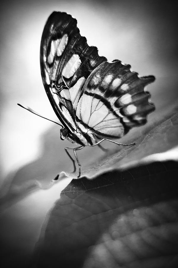 Butterfly Black And White #5 Photograph by Bradley R Youngberg
