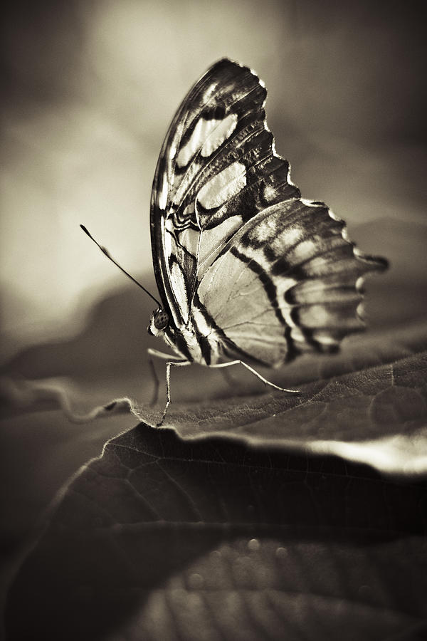 Butterfly Brown Tone #5 Photograph by Bradley R Youngberg
