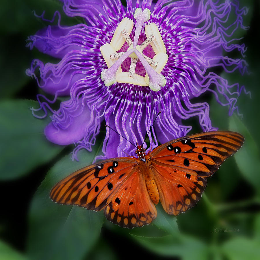 Butterfly Garden #5 Photograph by Joseph G Holland