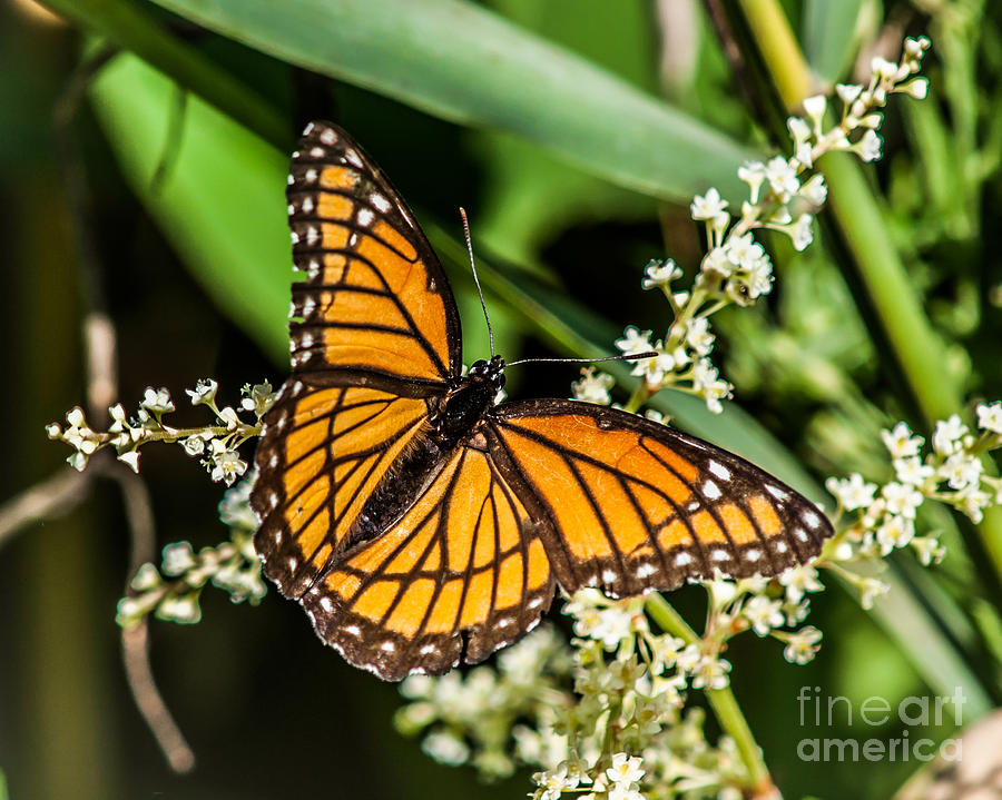 Butterfly #5 Photograph by Ronald Grogan