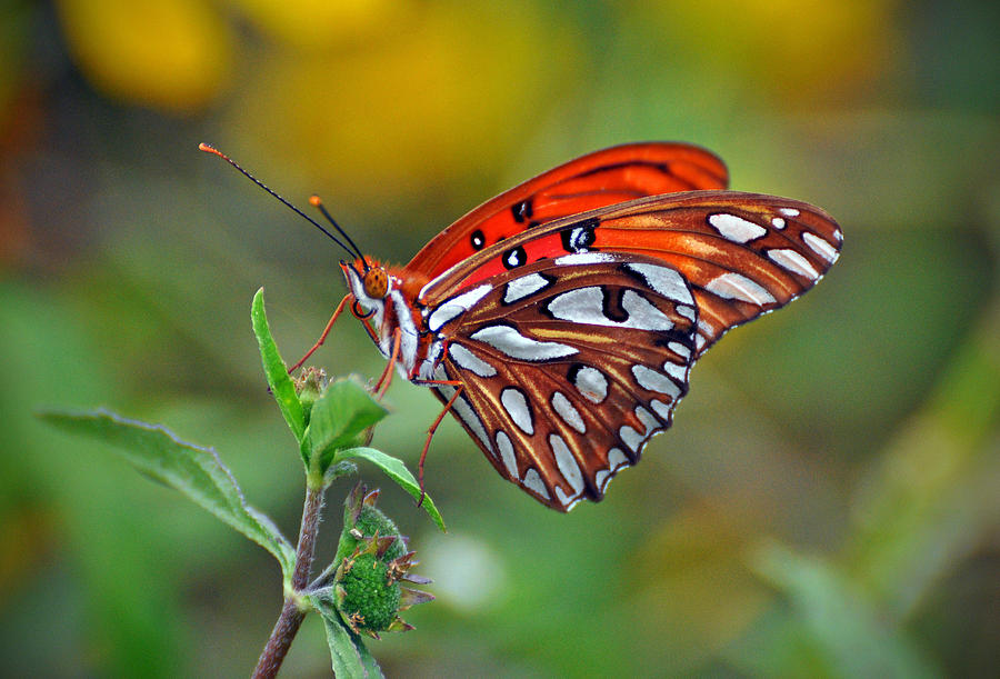 Butterfly #10 Photograph by Savannah Gibbs
