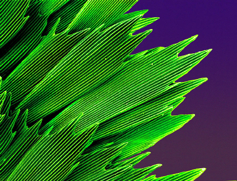 Butterfly Wing Scales Photograph by Natural History Museum, London/science Photo Library