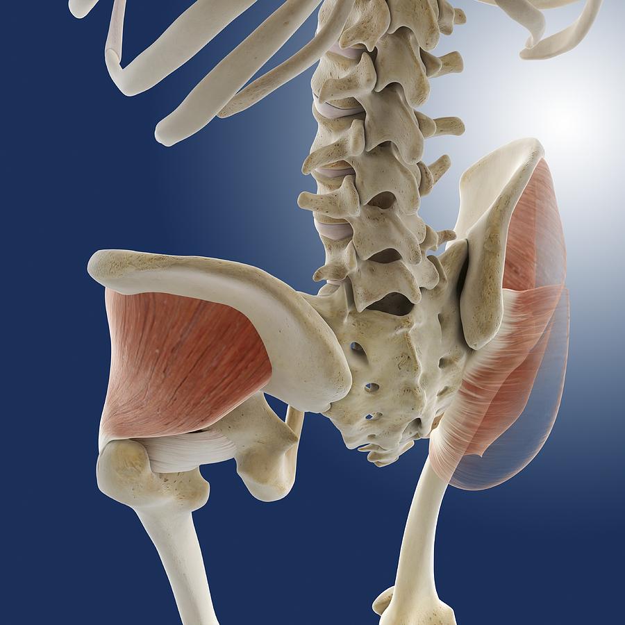Skeleton Photograph - Buttock muscles, artwork #5 by Science Photo Library