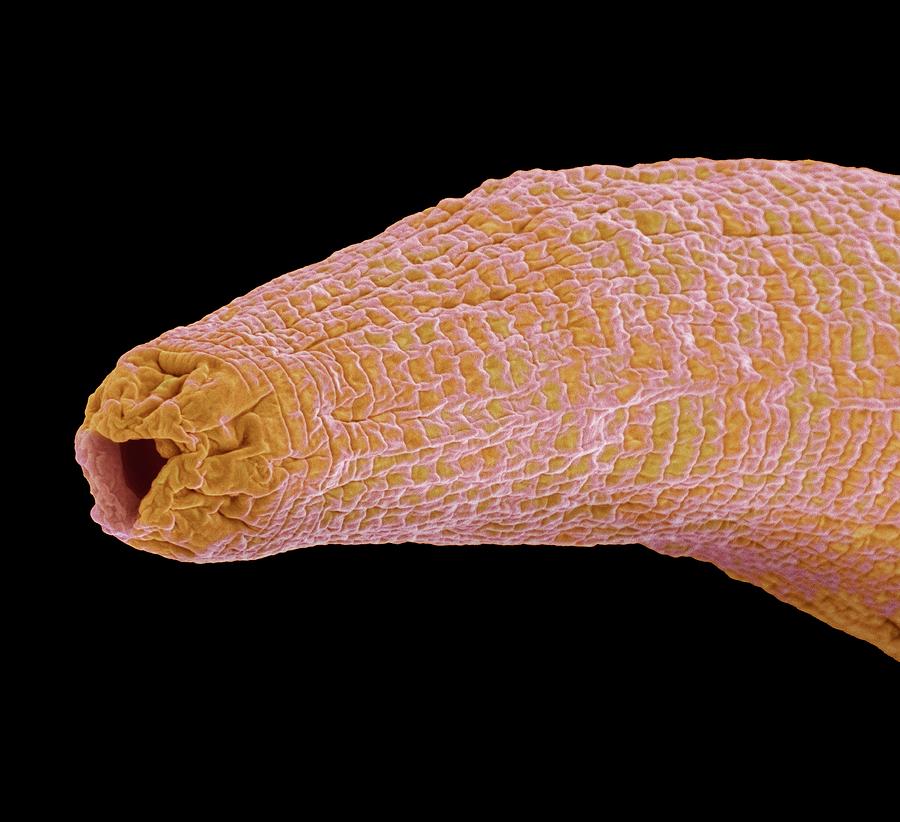 C. Elegans Worm #5 Photograph by Steve Gschmeissner