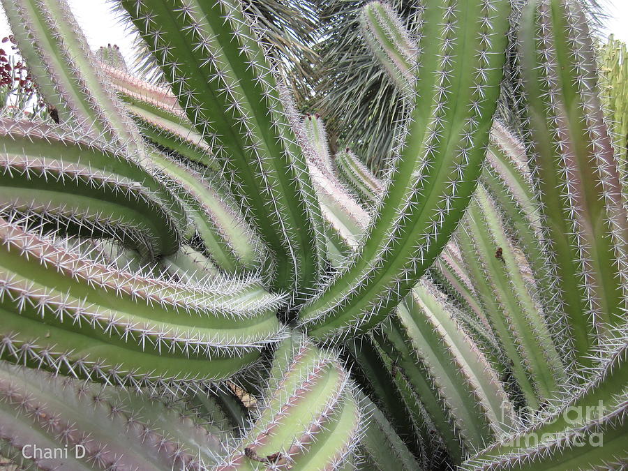 Cacti #8 Photograph by Chani Demuijlder