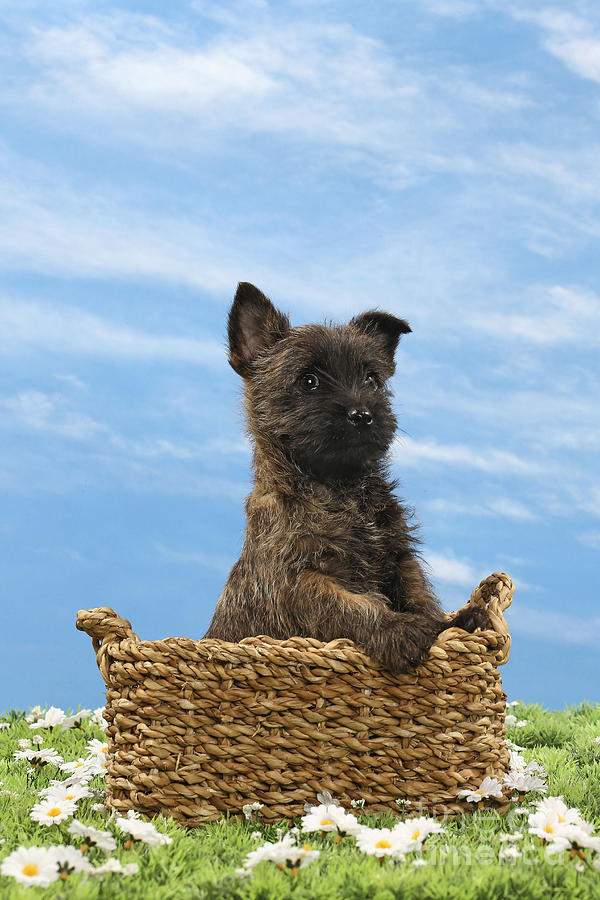 Cairn Terrier Puppy Dog #5 Photograph by Jean-Michel Labat
