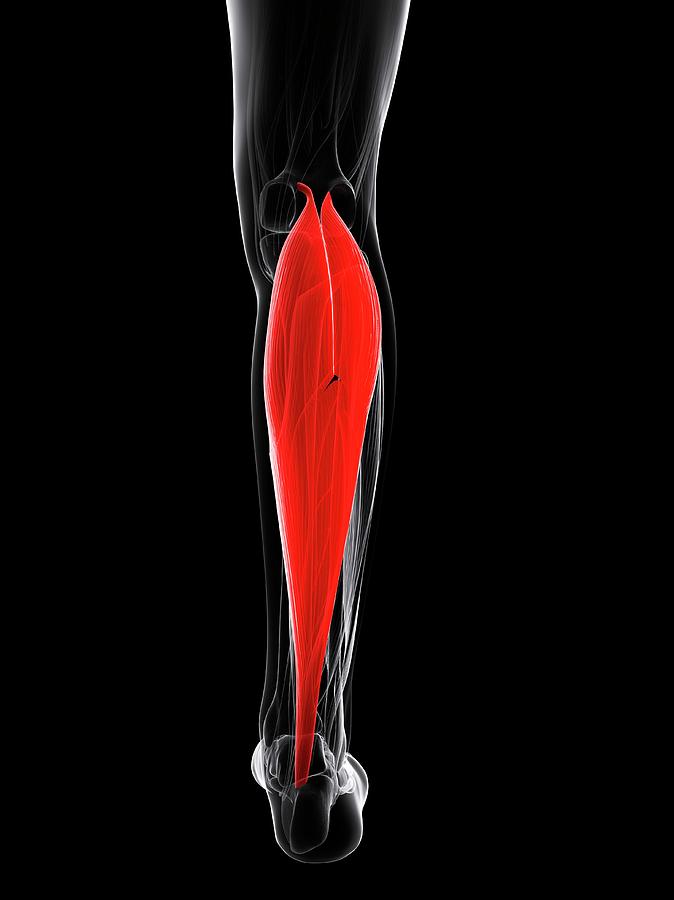 Calf Muscle Photograph by Sciepro/science Photo Library