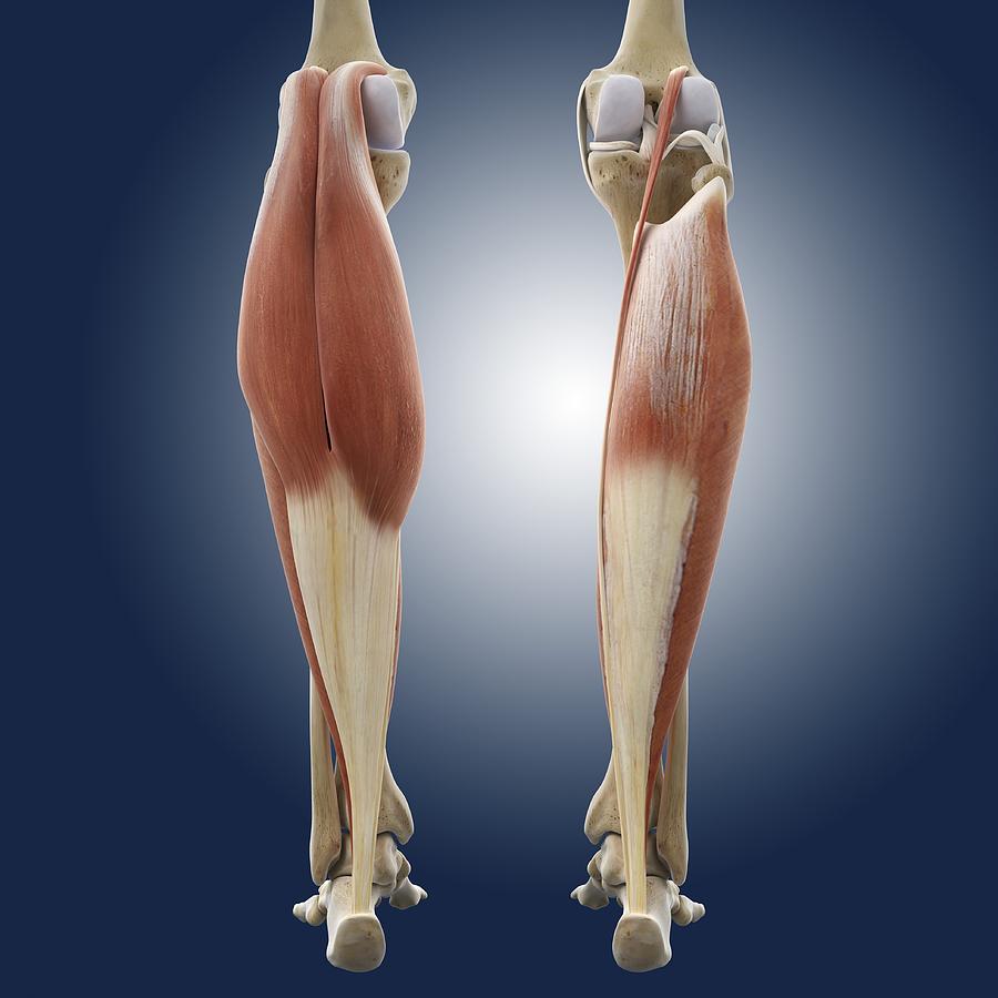Muscles of the leg and foot, artwork - Stock Image - C020/8294 - Science  Photo Library