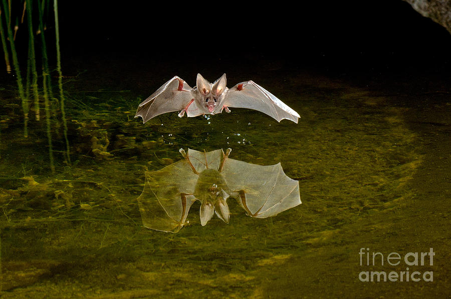 California Leaf-nosed Bat At Pond #5 Photograph by Anthony Mercieca