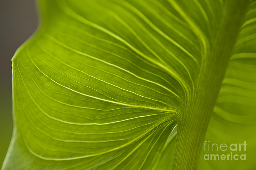 Calla Lily stem close up #5 Photograph by Jim Corwin