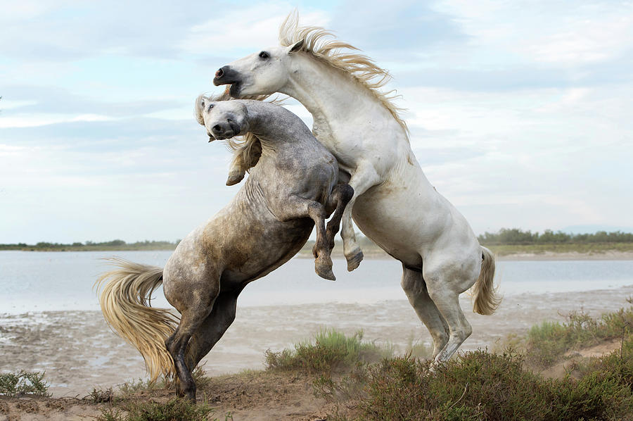 Camargue Horses #5 Photograph by Dr P. Marazzi/science Photo Library