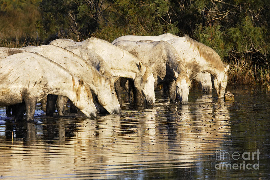 Camargue Horses #18 Photograph by M Watson