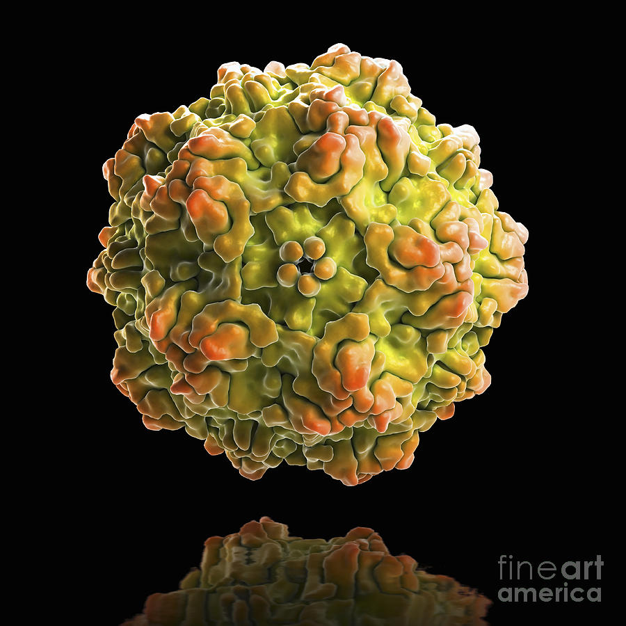 Pathogenic Virus Photograph - Canine Parvovirus #5 by Science Picture Co