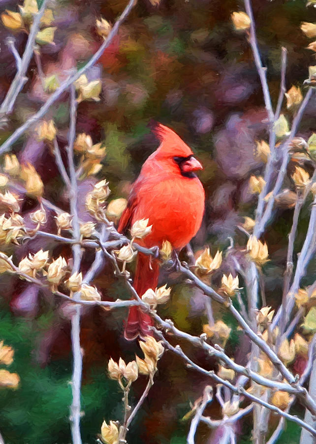 Cardinal #5 Photograph by John Freidenberg