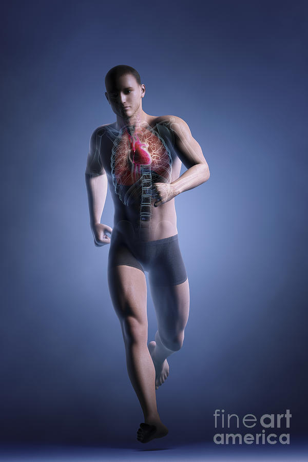 Cardiovascular Exercise #5 Photograph by Science Picture Co