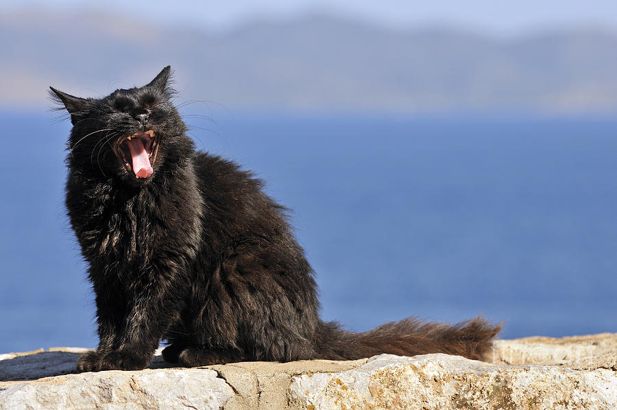 Cat in Hydra island #6 Photograph by George Atsametakis
