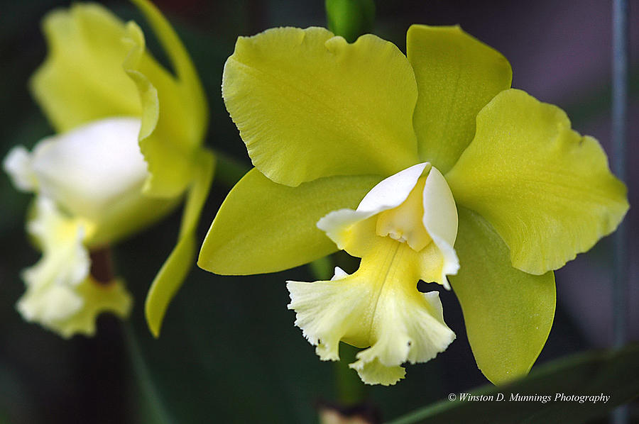 Cattleya Photograph - Cattleya Orchid #5 by Winston D Munnings