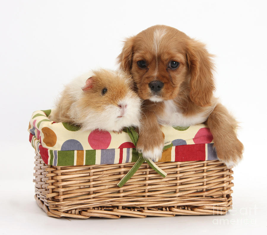 Cavalier King Charles Spaniel Pup #5 Photograph by Mark Taylor