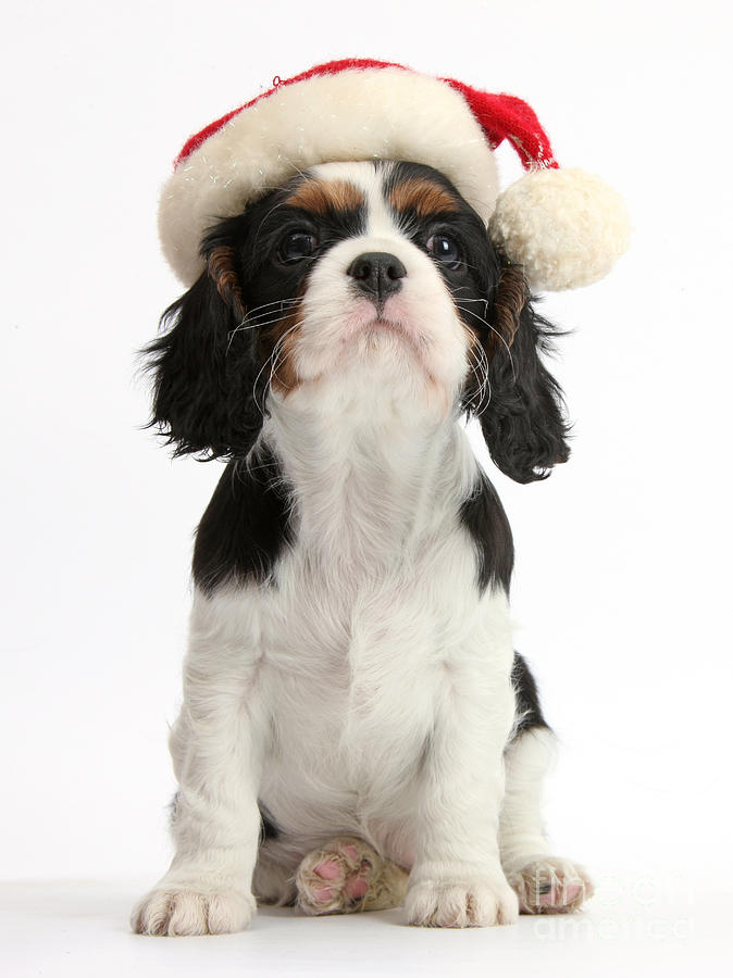 Cavalier King Charles Spaniel Puppy #5 Photograph by Mark Taylor