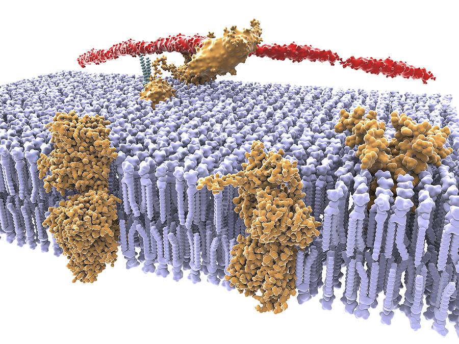 Cell membrane, artwork Photograph by Science Photo Library