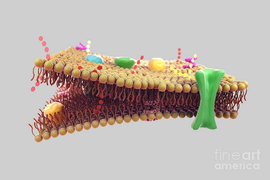 Cell Membrane  Photograph by Science Picture Co