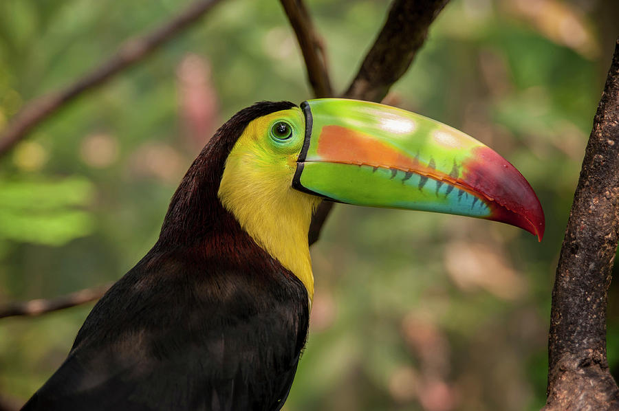 Toucan Photograph - Central America, Honduras, Roatan #5 by Jim Engelbrecht