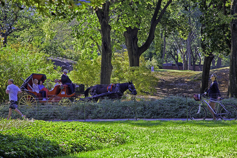 Central Park Afternoon Photograph by Madeline Ellis