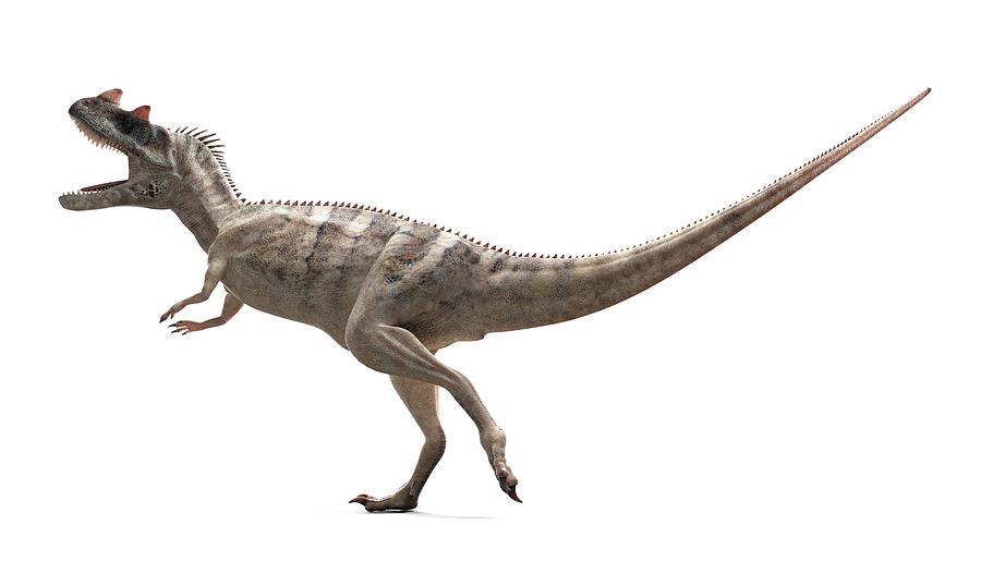 pro ceratosaurus