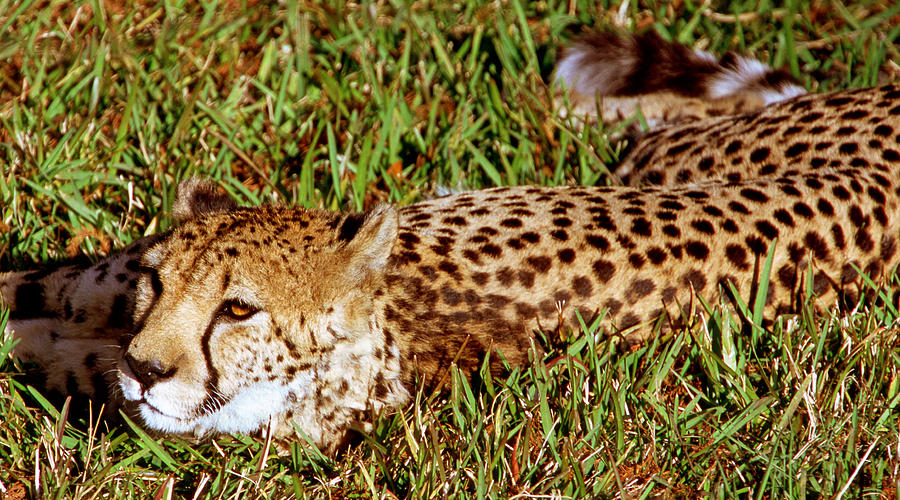 Cheetah Acinonyx Jubatus #5 Photograph by Millard H. Sharp