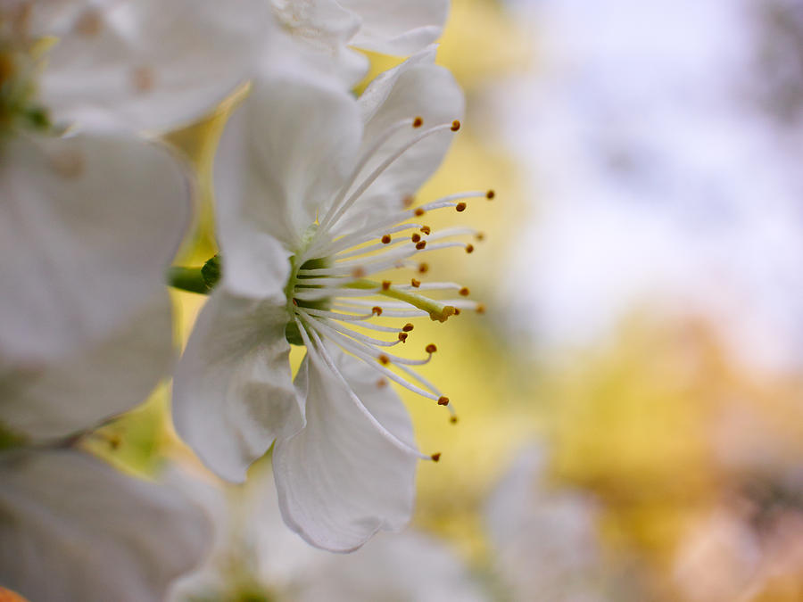 Cherry flowers #5 Photograph by Jouko Lehto