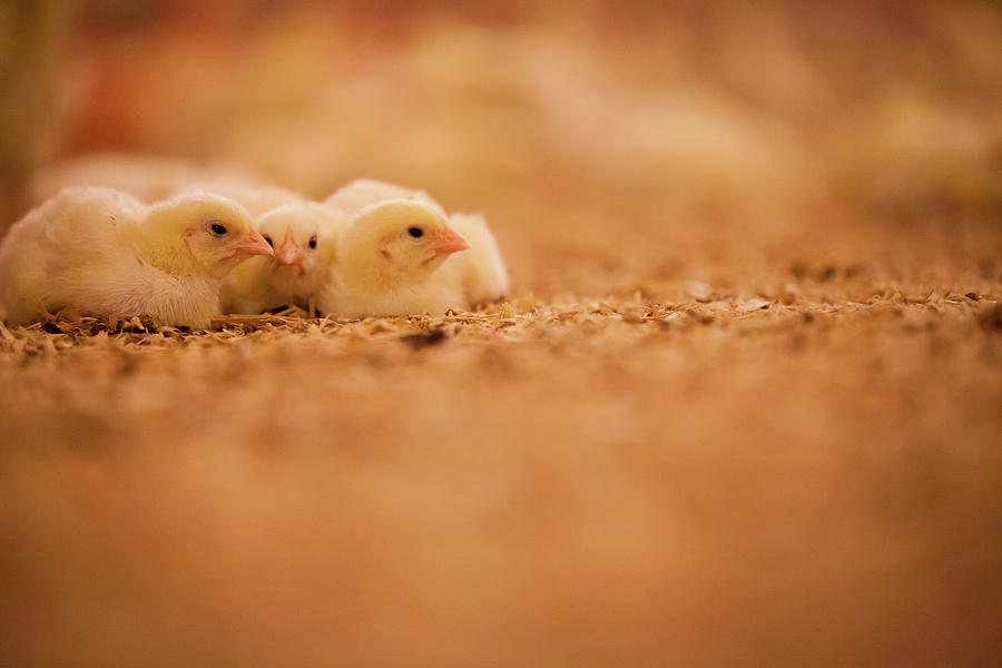 Chicks In Poultry Barn Photograph by Christopher Kimmel - Fine Art America