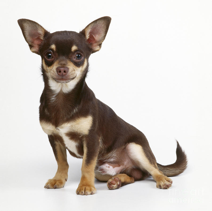 Chihuahua Dog Photograph by John Daniels