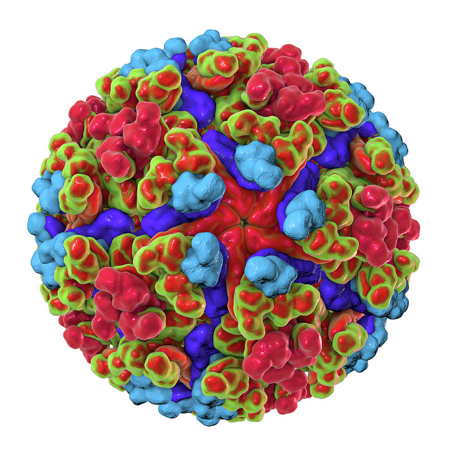 Illustration Photograph - Chikungunya Virus #5 by Kateryna Kon/science Photo Library