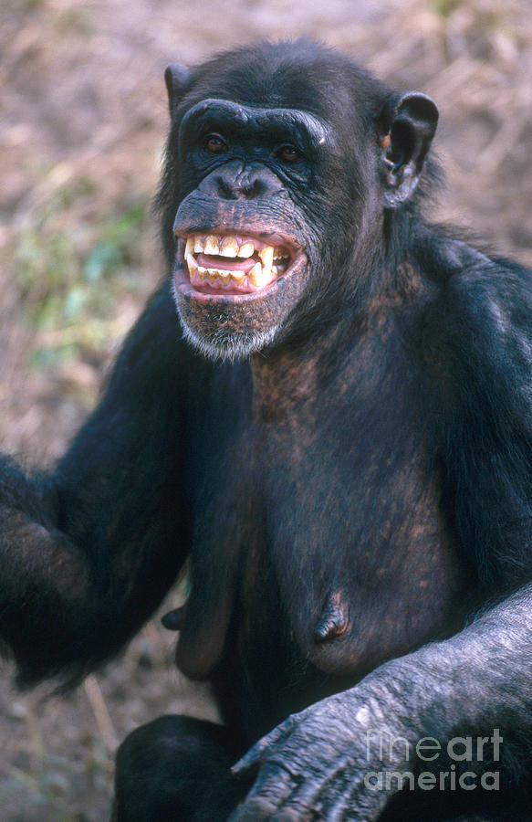 Chimpanzee #5 Photograph by Mark Newman