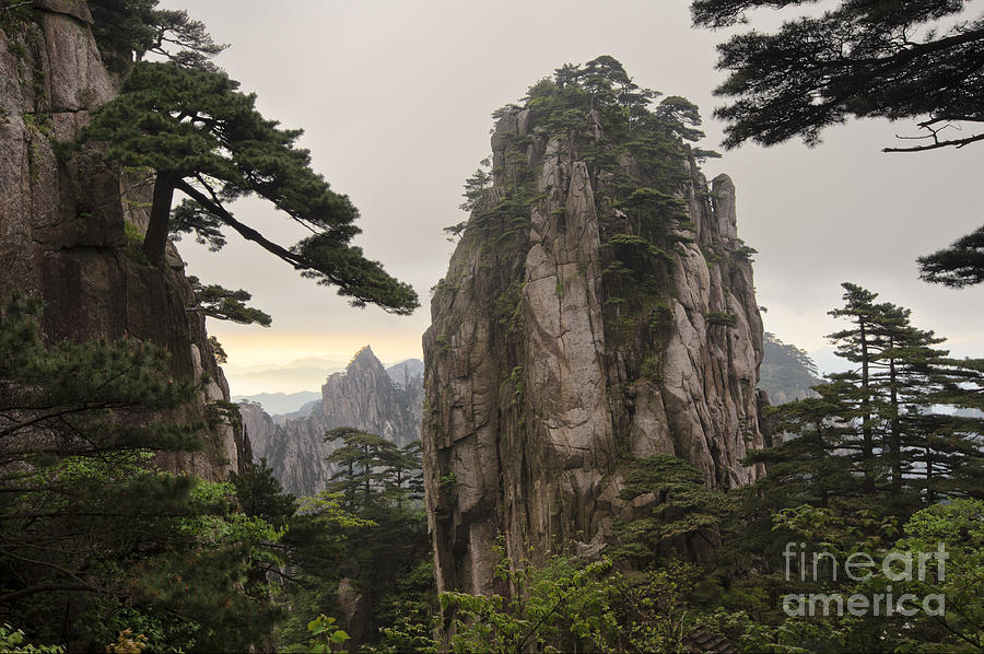 Chinese White Pine On Mt. Huangshan #5 Photograph by John Shaw - Pixels