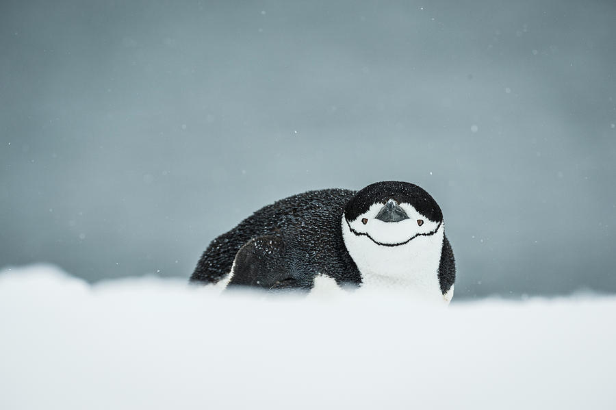 Chinstrap Penguin  Pygoscelis #5 Photograph by Deb Garside