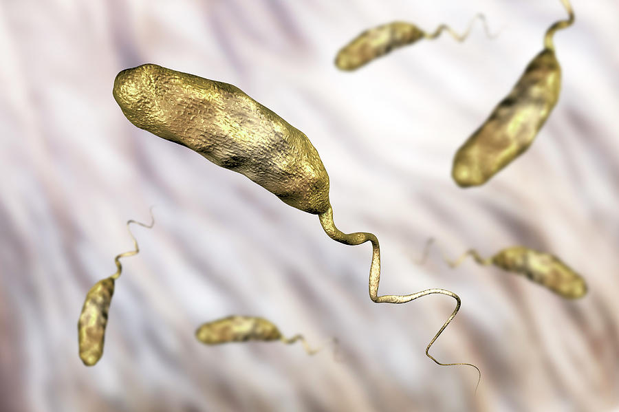 Cholera Bacterium Photograph by Kateryna Kon/science Photo Library ...