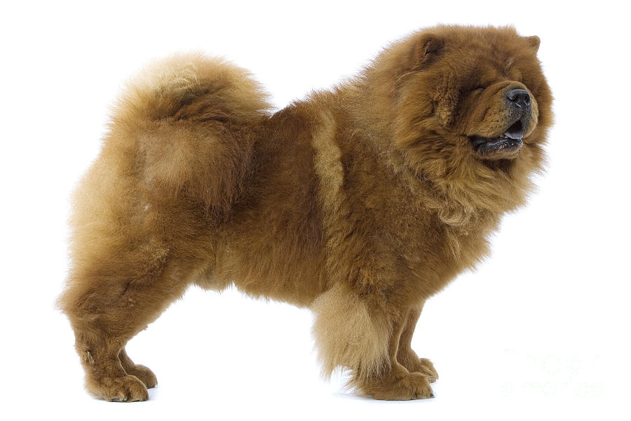 Chow Chow #5 Photograph by Jean-Michel Labat