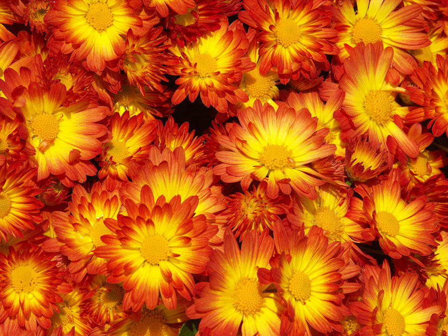 Chrysanthemum #5 Photograph by Bonnie Sue Rauch