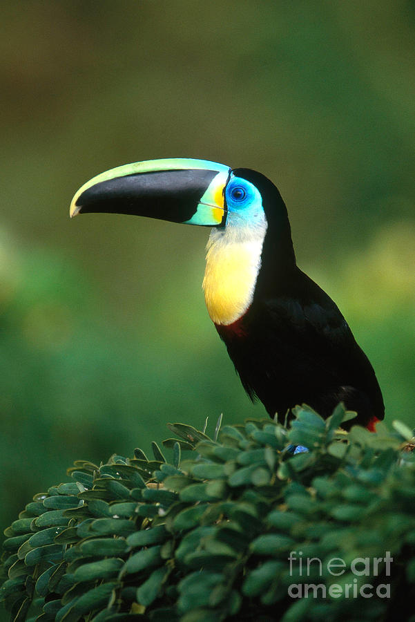 Citron-throated Toucan #5 Photograph by Art Wolfe