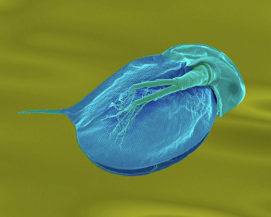 Cladoceran (daphnia Sp.) #5 Photograph by Dennis Kunkel Microscopy/science Photo Library