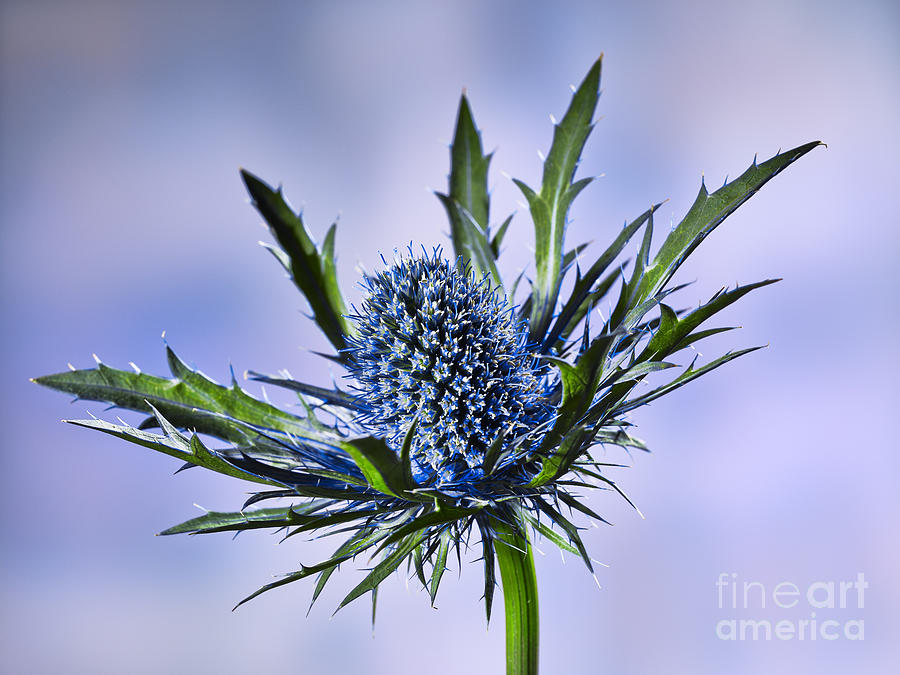 Close Up Of A Prickly Blue Thistle Blossom Flower Photograph by Juergen ...