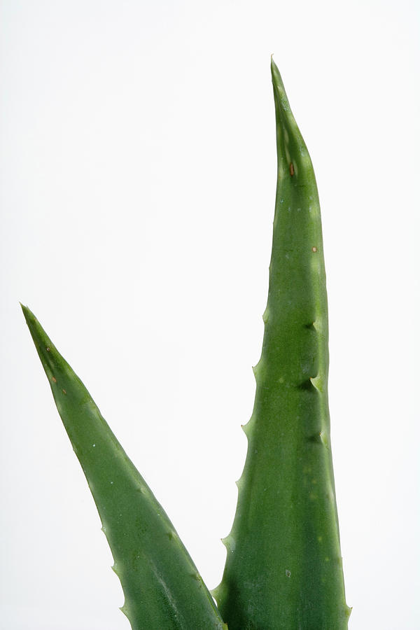 Close Up Of Aloe Vera Plant Photograph By Science Stock Photography